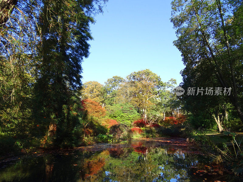 秋天的花园/秋天的颜色，红色的日本枫叶/槭树掌叶，红杉树